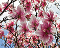 Magnolias-124.jpg